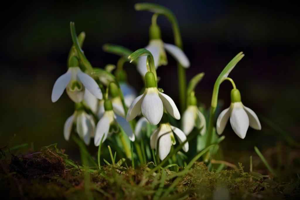White and green snowdrops sit on the mossy ground. They're open but pointed downwards as though they are hats on invisible fairies. 