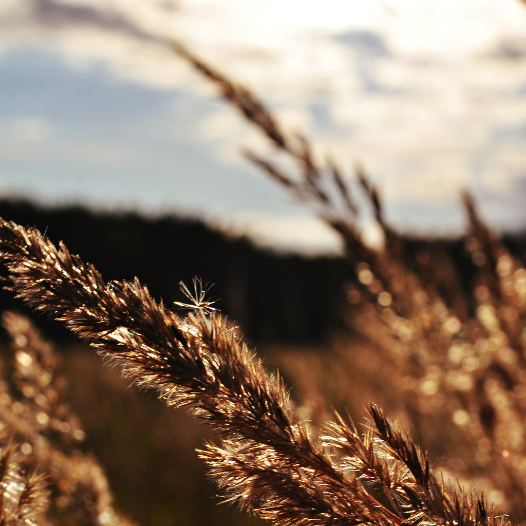 Lughnasadh and Lammas – What’s the Difference? A Very Concise History of the Celtic and Anglo Saxon&nbsp;Nations